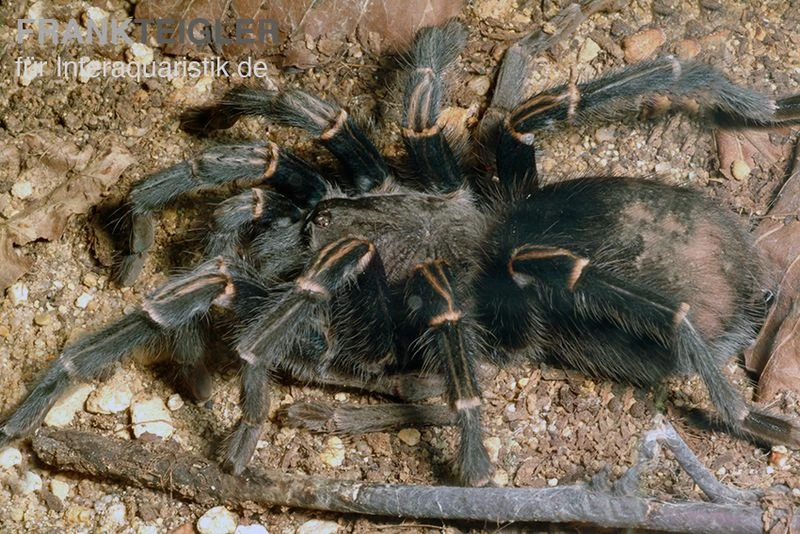 Blaustrahlige Riesenvogelspinne, Pamphobeteus Nigricolor 1 Blaustrahlige Riesenvogelspinne, Pamphobeteus Nigricolor