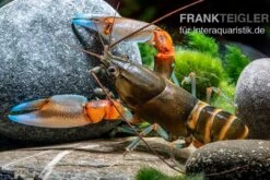 "Blue Claw" Tigerkrebs, Cherax Peknyi Var. "Blue Claw" -Tier Produkt Geschäft Blue Claw Tigerkrebs Cherax peknyi var Blue Claw 3