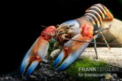 "Blue Claw" Tigerkrebs, Cherax Peknyi Var. "Blue Claw" -Tier Produkt Geschäft Blue Claw Tigerkrebs Cherax peknyi var Blue Claw neu