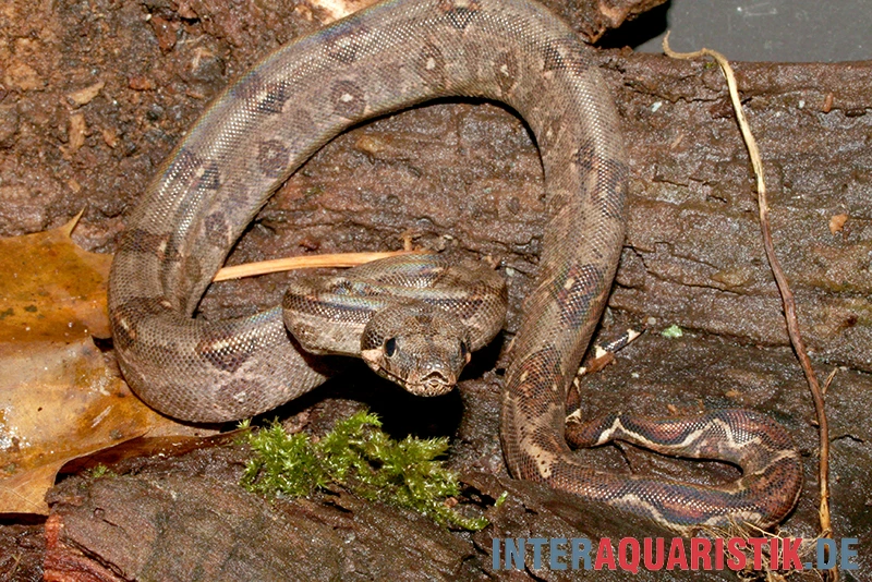 Boa Constrictor Imperator DNZ 1 Boa Constrictor Imperator DNZ