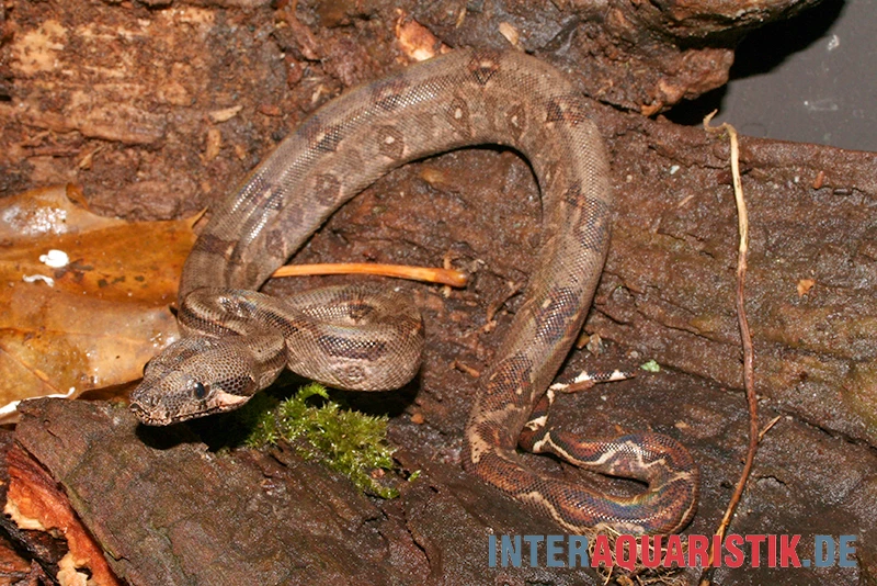 Boa Constrictor Imperator DNZ 2 Boa Constrictor Imperator DNZ – Bild 2