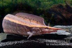 Borneo-Stachelaal, Macrognathus Cf. Tapirus -Tier Produkt Geschäft Borneo Stacheaal Macrognathus cf tapirus 14