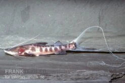 Goldbinden-Zebraantennenwels, Brachyplatystoma Juruense