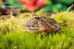 Brasilianischer Schmuckhornfrosch, Ceratophrys Aurita 8 Brasilianischer Schmuckhornfrosch, Ceratophrys Aurita -Tier Produkt Geschäft Brasilianischer Schmuckhornfrosch Ceratophrys aurita 1