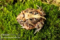 Brasilianischer Schmuckhornfrosch, Ceratophrys Aurita 9 Brasilianischer Schmuckhornfrosch, Ceratophrys Aurita -Tier Produkt Geschäft Brasilianischer Schmuckhornfrosch Ceratophrys aurita 2