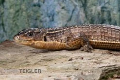 Braune Schildechse, Gerrhosaurus Major -Tier Produkt Geschäft Braune Schildechse Gerrhosaurus major 1