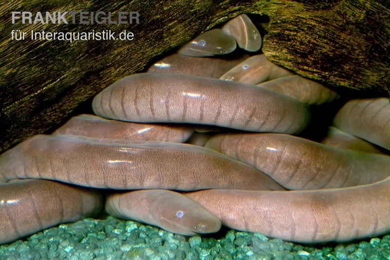 Breitkopf-Schwimmwühle, Typhlonectes Natans 1 Breitkopf-Schwimmwühle, Typhlonectes Natans