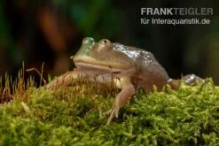 Budgett`s-Frosch, Lepidobatrachus Laevis -Tier Produkt Geschäft Budgetts Frosch Lepidobatrachus laevis 3
