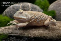 Budgett`s-Frosch, Lepidobatrachus Laevis -Tier Produkt Geschäft Budgetts Frosch Lepidobatrachus laevis 4