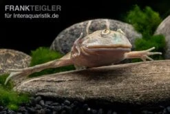 Budgett`s-Frosch, Lepidobatrachus Laevis -Tier Produkt Geschäft Budgetts Frosch Lepidobatrachus laevis 5