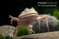Budgett`s-Frosch, Lepidobatrachus Laevis -Tier Produkt Geschäft Budgetts Frosch Lepidobatrachus laevis 6