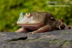 Budgett`s-Frosch, Lepidobatrachus Laevis -Tier Produkt Geschäft Budgetts Frosch Lepidobatrachus laevis 7