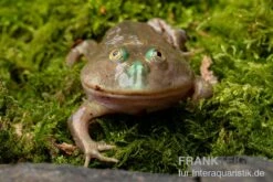 Budgett`s-Frosch, Lepidobatrachus Laevis -Tier Produkt Geschäft Budgetts Frosch Lepidobatrachus laevis 8