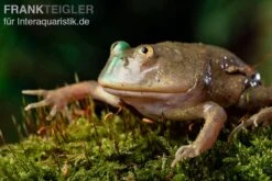 Budgett`s-Frosch, Lepidobatrachus Laevis -Tier Produkt Geschäft Budgetts Frosch Lepidobatrachus laevis 9