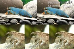 Bundle: Fächergarnelen-Set "Radarstation", 2 X Monsterfächergarnele M + 3 X Molukkenfächergarnelen