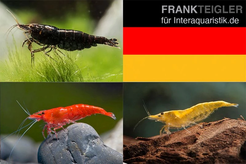 Bundle: Zwerggarnelen-Set "Deutschland", 5 X Chocolate + 5 X Sakura Red X 5 X Yellow Fire Garnelen 1 Bundle: Zwerggarnelen-Set "Deutschland", 5 X Chocolate + 5 X Sakura Red X 5 X Yellow Fire Garnelen