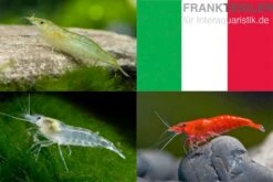 Bundle: Zwerggarnelen-Set "Italien", 5 X Grüne + 5 X White Pearl + 5 X Sakura Red Garnelen