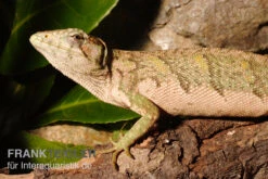 Buntleguan, Polychrus Marmoratus -Tier Produkt Geschäft Buntleguan Polychrus marmoratus 3