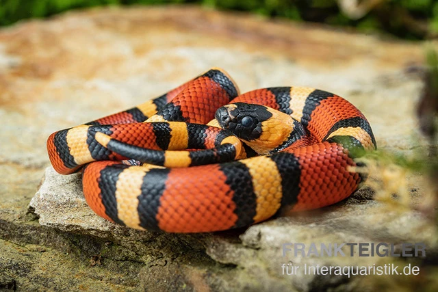 Campbell Dreiecksnatter "Apricot", Lampropeltis Tringulum Campbelli 2 Campbell Dreiecksnatter "Apricot", Lampropeltis Tringulum Campbelli – Bild 2