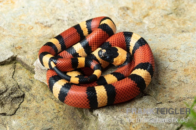 Campbell Dreiecksnatter "Apricot", Lampropeltis Tringulum Campbelli 1 Campbell Dreiecksnatter "Apricot", Lampropeltis Tringulum Campbelli