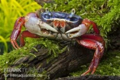 Harlekinkrabbe, Cardisoma Armatum -Tier Produkt Geschäft Cardisoma armatum 4