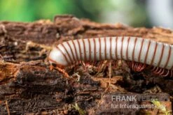 Caudulanus-Tausendfüßer, Spirobolus Caudulanus -Tier Produkt Geschäft Caudulanus Tausendfuesser Spirobolus caudulanus 3