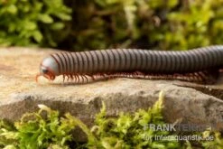 Caudulanus-Tausendfüßer, Spirobolus Caudulanus -Tier Produkt Geschäft Caudulanus Tausendfuesser Spirobolus caudulanus 4