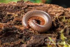 Caudulanus-Tausendfüßer, Spirobolus Caudulanus -Tier Produkt Geschäft Caudulanus Tausendfuesser Spirobolus caudulanus 5