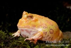 Aprikosefarbener Albino Pacman-Frog, Ceratophrys Cranwelli Apricot