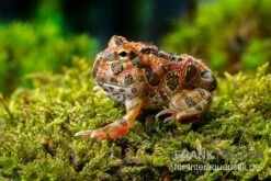 Butterfly Ornated-Pacman-Frog, Ceratophrys Ornata Butterfly Ornated -Tier Produkt Geschäft Ceratophrys cranwelli Butterfly Ornated 12