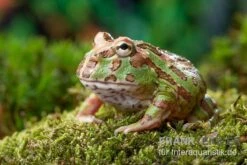 Camouflage-Pacman-Frog, Ceratophrys Cranwelli Camouflage