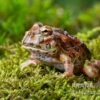 High Red Ornated-Pacman-Frog, Ceratophrys Cranwelli High Red Ornated