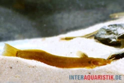 Cerinum-Wels, Amblyceps Cerinum -Tier Produkt Geschäft Cerinum Wels Amblyceps cerinum 1