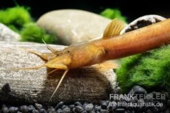 Tier Produkt Geschäft -Tier Produkt Geschäft Cerinum Wels Amblyceps cerinum 1 1