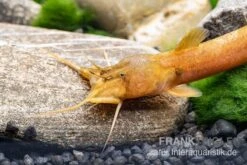 Cerinum-Wels, Amblyceps Cerinum