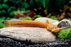 Cerinum-Wels, Amblyceps Cerinum -Tier Produkt Geschäft Cerinum Wels Amblyceps cerinum 3