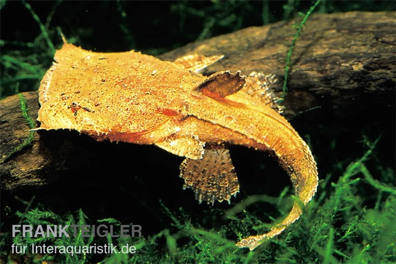 Großmaulwels, Chaca Chaca 1 Großmaulwels, Chaca Chaca