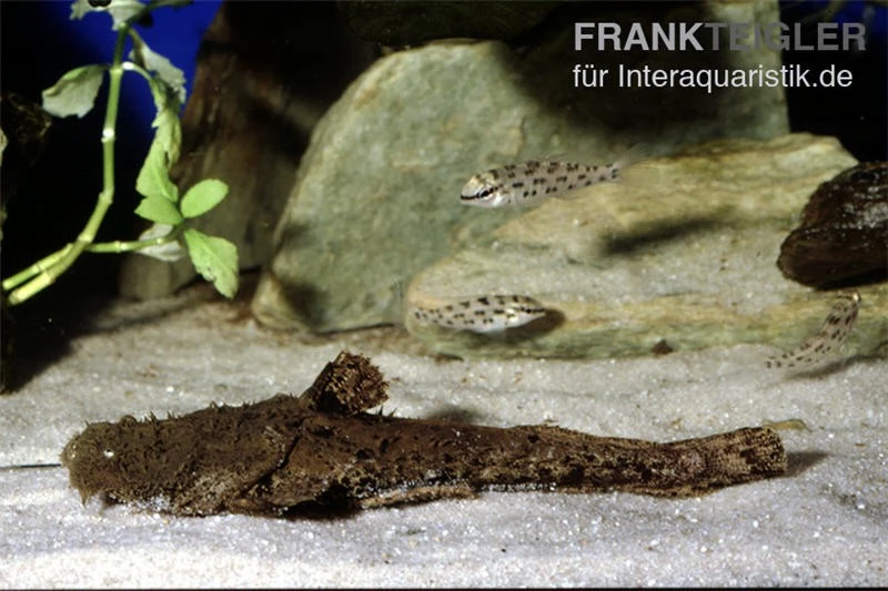 Großmaulwels, Chaca Chaca 2 Großmaulwels, Chaca Chaca – Bild 2