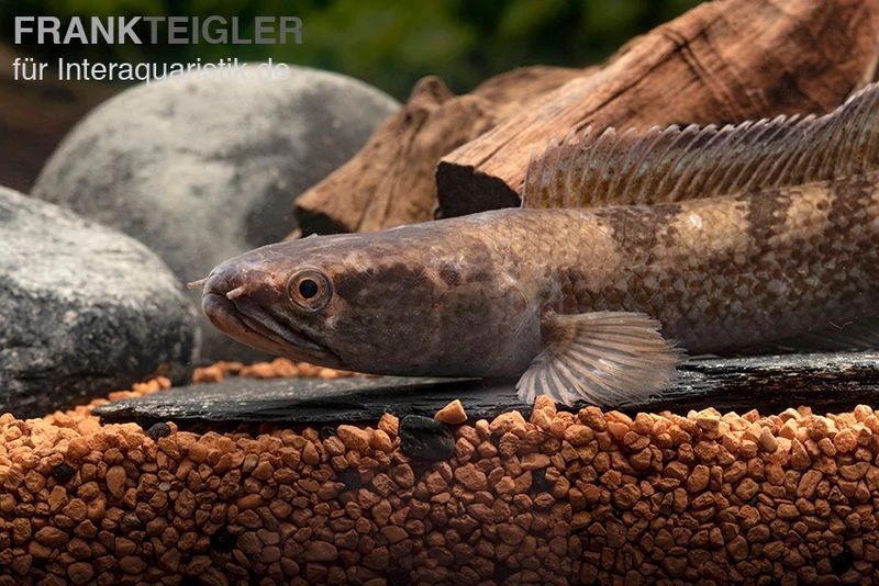 Meghalaya Leopard Schlangenkopf, Channa Sp. „Meghalaya Leopard" 2 Meghalaya Leopard Schlangenkopf, Channa Sp. „Meghalaya Leopard" – Bild 2