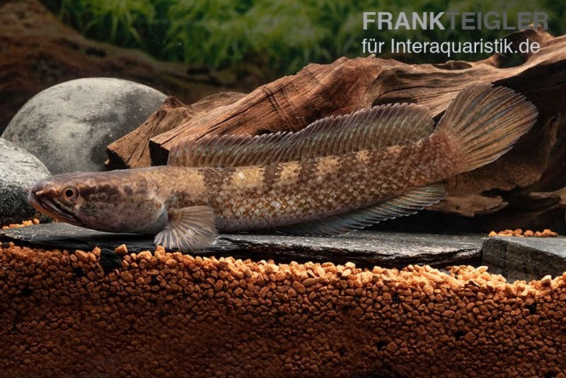 Meghalaya Leopard Schlangenkopf, Channa Sp. „Meghalaya Leopard" 1 Meghalaya Leopard Schlangenkopf, Channa Sp. „Meghalaya Leopard"