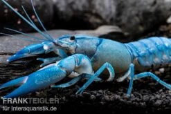 Blauer Yabby, Cherax Destructor "Blue Pearl" -Tier Produkt Geschäft Cherax destructor Blue Pearl 8