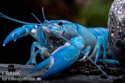 Blauer Yabby, Cherax Destructor "Blue Pearl" -Tier Produkt Geschäft Cherax destructor Blue Pearl 9