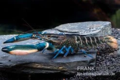 Cherax Sp. 'Blue Moon' Snake Skin -Tier Produkt Geschäft Cherax spec BLUE MOON SNAKE SKIN m