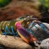 Blauer Kambuayakrebs, Cherax Spec. Kambuaya Creek Blue Claw