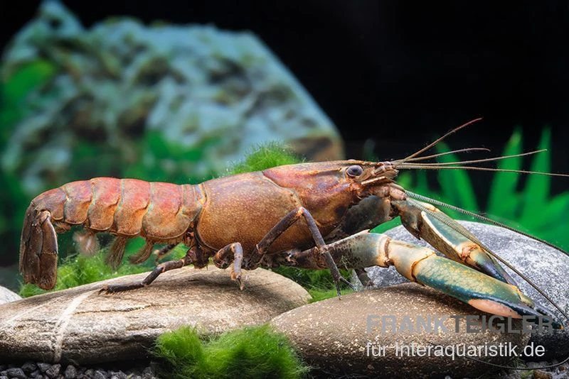 Cherax Sp. "Red Chilli Blue Claw' 2 Cherax Sp. "Red Chilli Blue Claw' – Bild 2