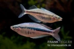 Wapoga-Regenbogenfisch, Chilatherina Alleni "Wapoga", 5 Tiere