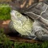Chinesische Dreikielschildkröte, Mauremys Reevesii