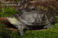 Chinesische Dreikielschildkröte, Mauremys Reevesii 5 Chinesische Dreikielschildkröte, Mauremys Reevesii -Tier Produkt Geschäft Chinesische Dreikielschildkroete Mauremys reevesii2