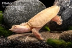 Chinesische Weichschildkröte Albino, Pelodiscus Sinensis -Tier Produkt Geschäft Chinesische Weichschildkroete albino Pelodiscus sinensis 3 jpg