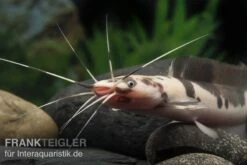 Froschwels Marmor, Clarias Batrachus -Tier Produkt Geschäft Clarias batrachus Marmor 5